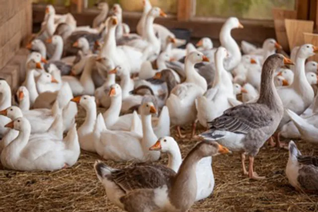 ୯ମାସ ହେଲା ରାଜ୍ୟର ସର୍ବପୁରାତନ ବତକ ପ୍ରଜନନ କେନ୍ଦ୍ର ଅଚଳ