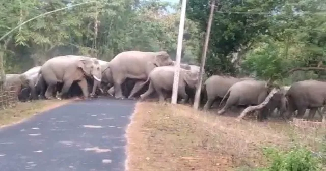 ସହରମୁହାଁ ୨୨ ଟିକିଆ ହାତୀପଲ: ଟ୍ରେନ ଚଳାଚଳରେ ହାଇଆଲର୍ଟ