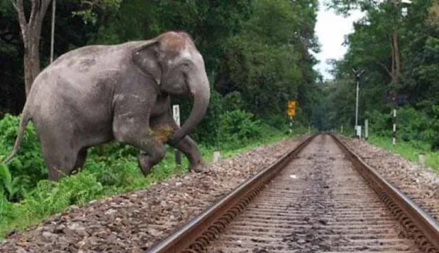 ବନବିଭାଗର ଖାମଖିଆଲ ନୀତି ଯୋଗୁଁ ଟ୍ରେନ୍ ଧକ୍କାରେ ୩ଟି ହାତୀଙ୍କର ମୃତ୍ୟୁ