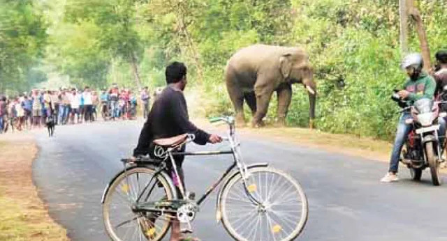 ହାତୀ ସହ ସେଲ୍‌ଫି ନେବାକୁ ଗହଳି