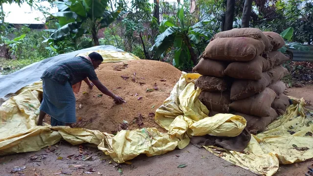 ଅଦିନିଆ ବର୍ଷାରେ ଭିଜିଲା ଅମଳ ଧାନ