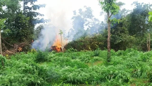 ବନବିଭାଗ ଓ ପୁଲିସ ପକ୍ଷରୁ ବିଜାପଦର ଅଞ୍ଚଳରେ ୧୨୩ ଏକରର ଗଞ୍ଜେଇ ଚାଷ ନଷ୍ଟ