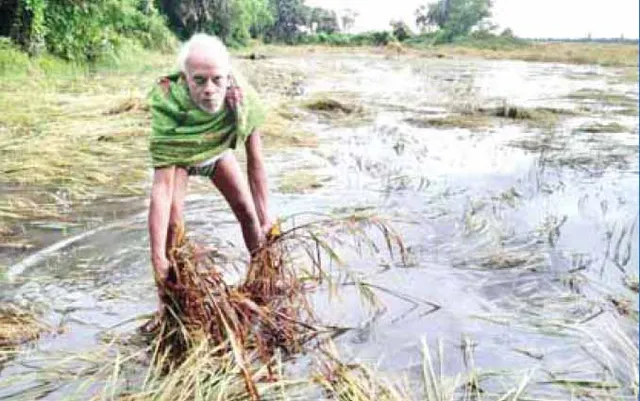 ଭାତହାଣ୍ଡିରେ ‘ଜୱାଦ୍‌’ ମାଡ଼: ଅଢ଼େଇ ଲକ୍ଷ ହେକ୍ଟର୍‌ ଜମିରେ ପଡ଼ିଛି ଧାନ, ଅମଳ ଆଶା ଛାଡ଼ିଲେ ଚାଷୀ
