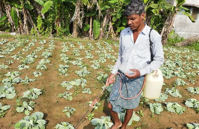 ଲଗାଣ ବର୍ଷା ପରେ ଝାଉଁଳିଲାଣି କୋବିଗଛ, ଚିନ୍ତାରେ ଚାଷୀ