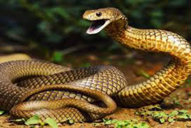 ନୂଆ ସମୟ, ନୂଆ କଥା: ସାପ ଚାଷ ଏବଂ କବରସ୍ଥାନ-କାର