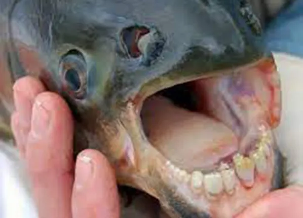 ନୂଆ ସମୟ, ନୂଆ କଥା: ମଣିଷଙ୍କ ଭଳି ଦାନ୍ତ ଏବଂ ୪ଗୁଣ ଲମ୍ବା ଜିଭ