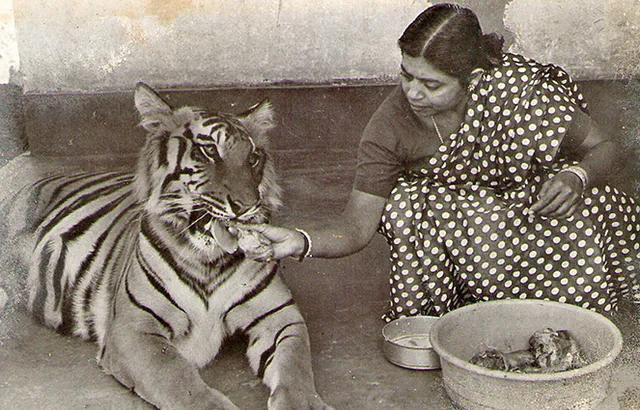 ବାଘ ‘ଖଇରୀ’ର ମା’ ଭାବେ ଏକଦା ସାରାବିଶ୍ୱରେ ପ୍ରସିଦ୍ଧି ହାସଲ କରିଥିବା ନିହାରନଳିନୀ ସ୍ୱାଇଁଙ୍କ ପରଲୋକ