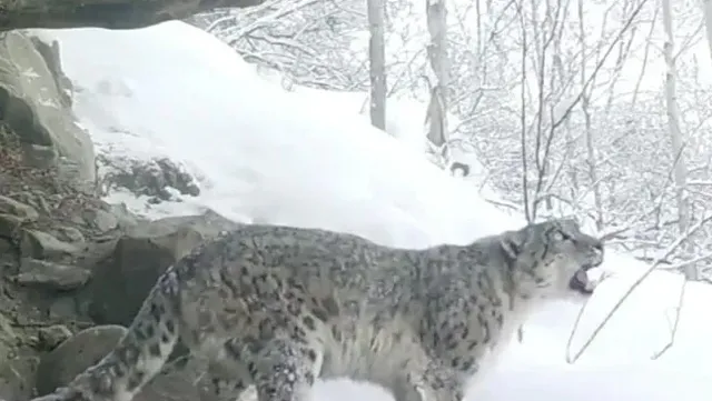 ତୁଷାର କଲରାପତରିଆ ଭିଡିଓ ଟୁଇଟ୍‌ କରି ‘ଟ୍ରୋଲ୍‌’ ହେଲେ ପାକିସ୍ତାନୀ ପ୍ରଧାନମନ୍ତ୍ରୀ ଇମ୍ରାନ୍‌ ଖାଁ