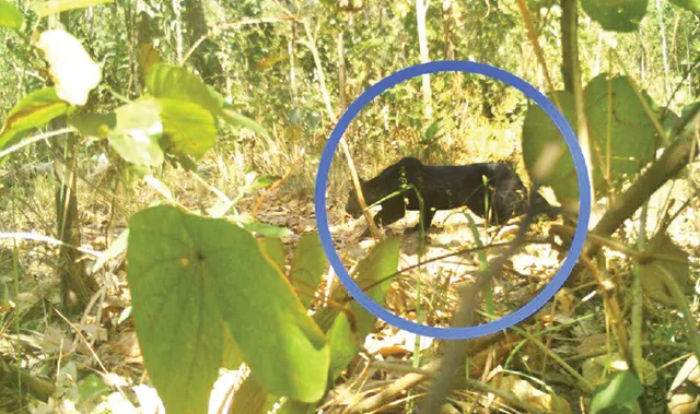 ବାଈଶୀପଲ୍ଲୀ ଅଭୟାରଣ୍ୟରେ କଳା ଚିତାବାଘ