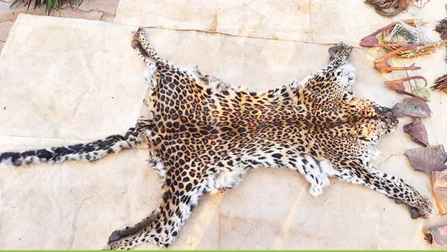 କଲରାପତରିଆ ବାଘ ଛାଲ ଜବତ, ୨ ଗିରଫ