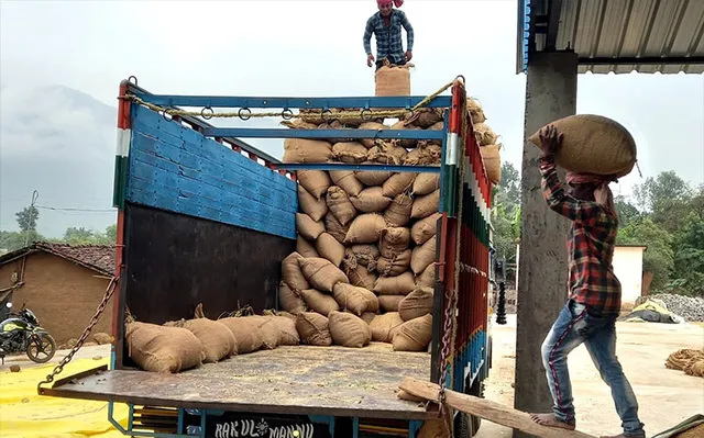 କ୍ବିଣ୍ଟାଲକୁ ୫ କେଜି କଟନିରେ ଉଠିଲା ଇଚ୍ଛାପୁର ମଣ୍ଡି ଧାନ