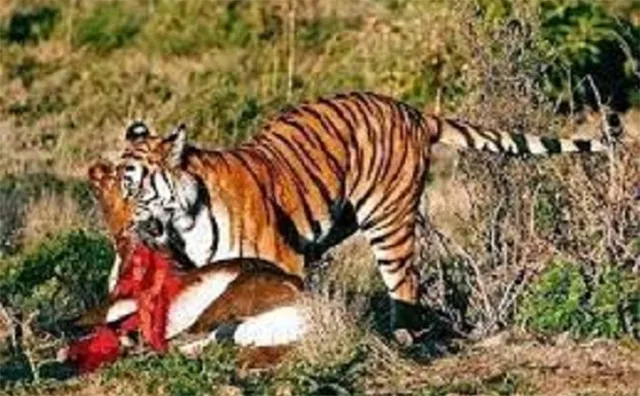 ବାଘ ଆତଙ୍କ: ୫ ଛେଳିକୁ ମାରି ଖାଇଲା