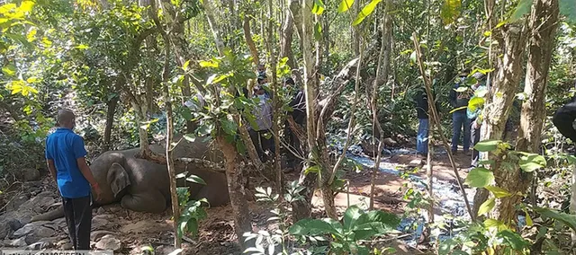 ମୃତ ହାତୀକୁ ପୋଡ଼ିଦେଲା ବନ ବିଭାଗ
