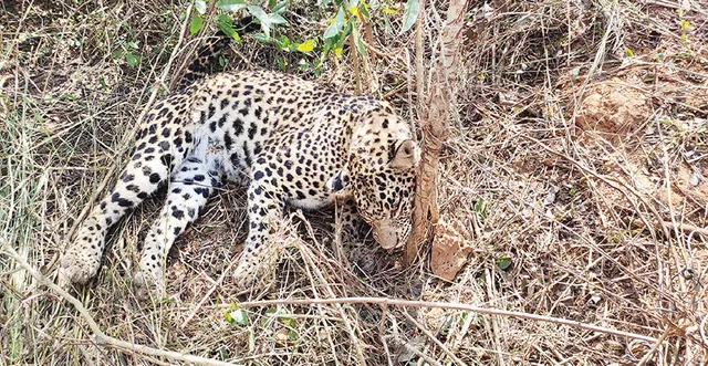 ଫାସରେ ପଡ଼ି କଲରାପତରିଆ ବାଘର ମୃତ୍ୟୁ