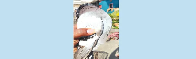 ପୁରୀରେ ବି ସନ୍ଦିଗ୍ଧ ପାରା