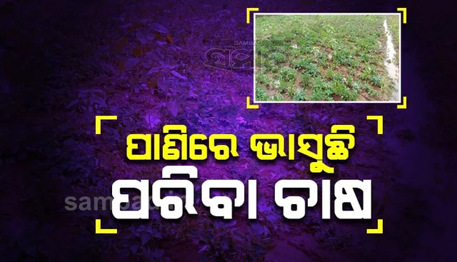 ଅଦିନିଆ ଲଗାଣ ବର୍ଷାରେ ପନିପରିବା କ୍ଷେତରେ ପାଣି, ଚାଷୀ ସହିଲେ କ୍ଷତି