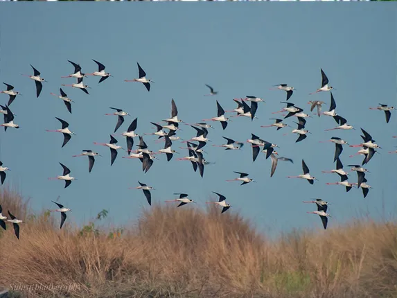 ହୀରାକୁଦ ଜଳଭଣ୍ଡାରରେ ପକ୍ଷୀ ଗଣନା ଶେଷ