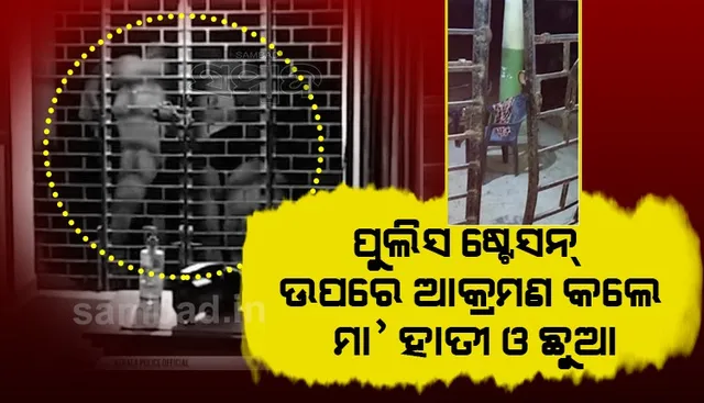 ମା’ ହାତୀ ଓ ଛୁଆ ମିଶି ଭାଙ୍ଗିଦେଲେ ପୁଲିସ ଷ୍ଟେସନର ଦ୍ବାର