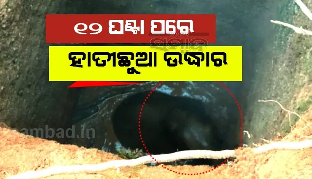 ଅଗ୍ନିଶମ ଓ ବନ ବିଭାଗର ୧୨ ଘଣ୍ଟାର ଉଦ୍ୟମ; କୂଅରୁ ଉଦ୍ଧାର ହେଲା ହାତୀଛୁଆ