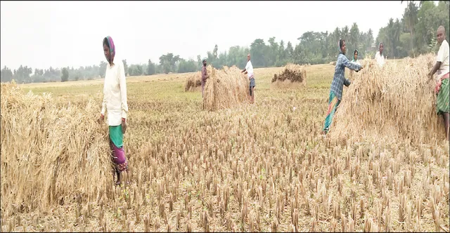 ପୁଣି ଦାଉ ସାଧିଲା ଅଦିନିଆ ବର୍ଷା: ବାତ୍ୟା ମୁହଁରୁ ବଞ୍ଚିଥିବା ଧାନ ଖଳାରେ ଖତ