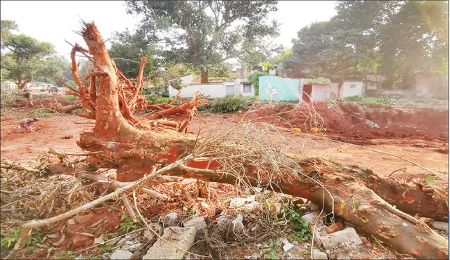 କାଟିଦେଲେ ୭୦ ବିଶାଳ ବୃକ୍ଷ: କ୍ବାର୍ଟର୍ସ ଖାଲି ହେବା ପୂର୍ବରୁ ଗଛ ମୂଳପୋଛ, ସିଟି ଫରେଷ୍ଟ ଡିଭିଜନ୍‌ ପାଖରେ ଖବର ନାହିଁ