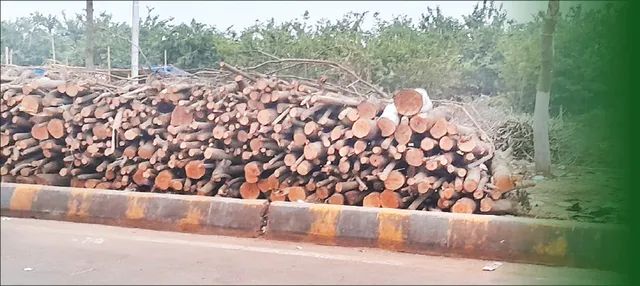 କାଟିଦେଲେ ହଜାରେ ଗଛ: ରାସ୍ତାରେ ଗାଡ଼ି ଚାଲିନି, ସମ୍ପ୍ରସାରଣ କରିବେ