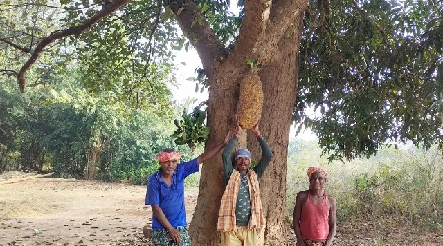 କେନ୍ଦୁଝର ଜିଲ୍ଲା ତେଲକୋଇରେ ଫଳିଛି ଅଦିନିଆ ପଣସ