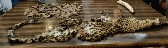 ବାଘଛାଲ, ହାତୀ ଦାନ୍ତ ଓ ବଜ୍ରକାପ୍ତା କାତି ଜବତ: ଜଣେ ଗିରଫ