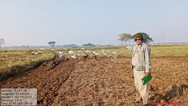 ଭଞ୍ଜନଗର ଉତ୍ତର ଓ ଦକ୍ଷିଣ ଘୁମୁସର ବନଖଣ୍ଡରେ ନୂତନ ବିଦେଶୀ ପକ୍ଷୀଙ୍କ ଆଗମନ