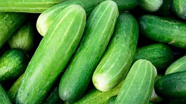 କାକୁଡ଼ି ରପ୍ତାନିରେ ଭାରତ ଏକ ନମ୍ବର