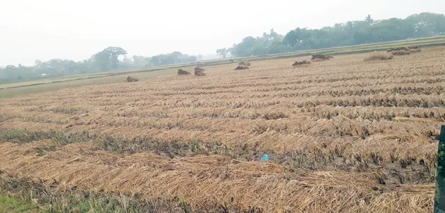 ପୁଣି ବର୍ଷା... ଚାଷୀ ଆଖିରେ ପାଣି