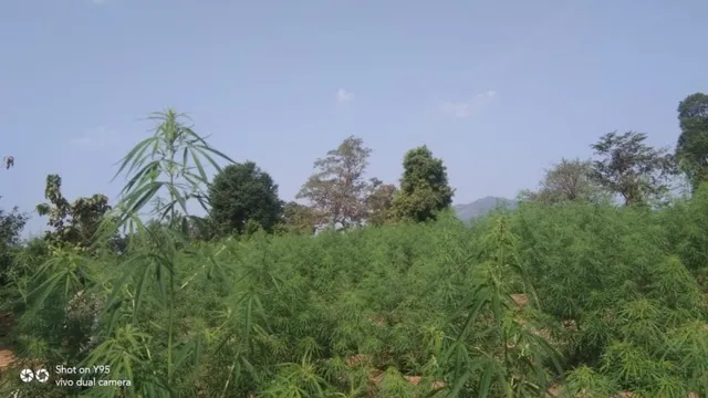 ସ୍ବାଭିମାନ ଅଞ୍ଚଳରେ ଗଞ୍ଜେଇ ଚାଷକୁ ପ୍ରତ୍ସାହନ ଦେଉଥିଲେ ନକ୍ସଲ