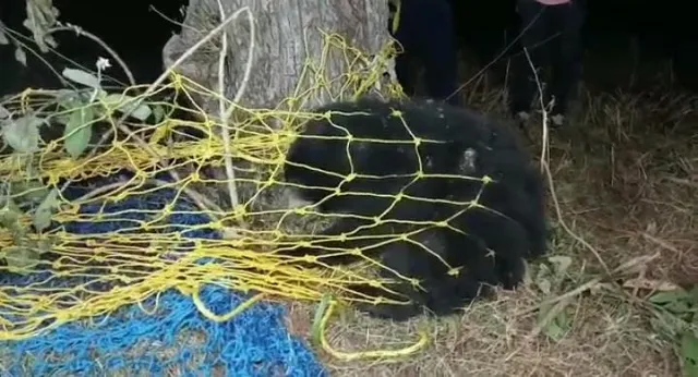 ଦିନ ତମାମ ଗଛ ଉପରେ ରହିଲା ଭାଲୁ; ଦୁର୍ବୃତ୍ତ ବିନ୍ଧିଲା ତୀର, ତଦନ୍ତ କରୁଛି ବନ ବିଭାଗ