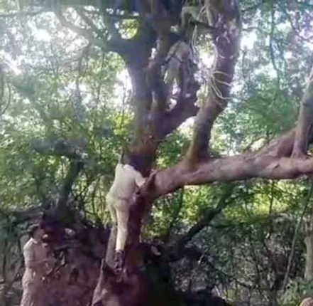 ଚୋରା ମଦ ମାଫିଆଙ୍କ ନୂଆ କୌଶଳ, ମଂଚାରେ ରହୁଛି ବ୍ୟାରେଲ୍‌ ବ୍ୟାରେଲ‌ ଦେଶୀ ମଦ