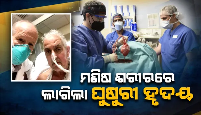 ଚିକିତ୍ସା ବିଜ୍ଞାନରେ ବିରଳ ରେକର୍ଡ; ମଣିଷ ଶରୀରରେ ପ୍ରତିରୋପଣ ହେଲା ଘୁଷୁରୀ ହୃଦୟ