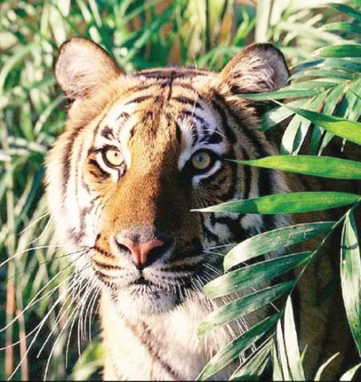 ପଶୁଙ୍କ ପାଇଁ ଜଙ୍ଗଲ ଅସୁରକ୍ଷିତ! ଅଢ଼େଇବର୍ଷରେ ଦୁଇ ବାଘୁଣୀ ମୃତ; କଲରାପତରିଆ ବା‌ଘ ଗଣନା ହେଉନି