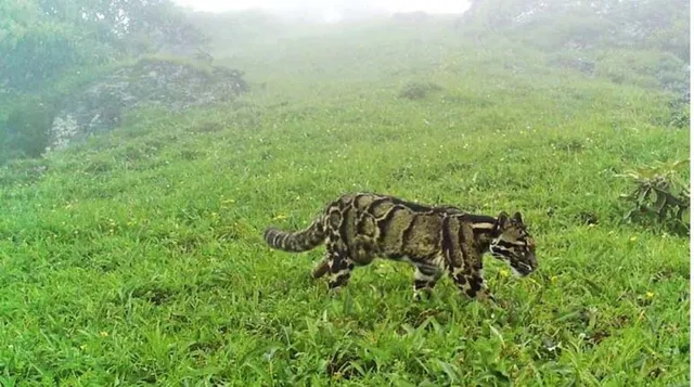 ନାଗାଲାଣ୍ଡ ପାହାଡରେ ପ୍ରଥମ ଥର ଦେଖିବାକୁ ମିଳିଲା କ୍ଲାଉଡେଡ ବାଘ