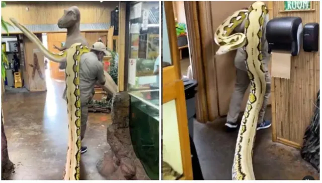 ବ୍ୟକ୍ତିଙ୍କ କାନ୍ଧରେ ବିଶାଳ ଅଜଗର