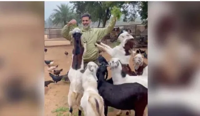 କୁକୁଡ଼ା‌ ଓ ଛେଳି ପଲଙ୍କ ମଧ୍ୟରେ ଫସିଗଲେ ଅକ୍ଷୟ