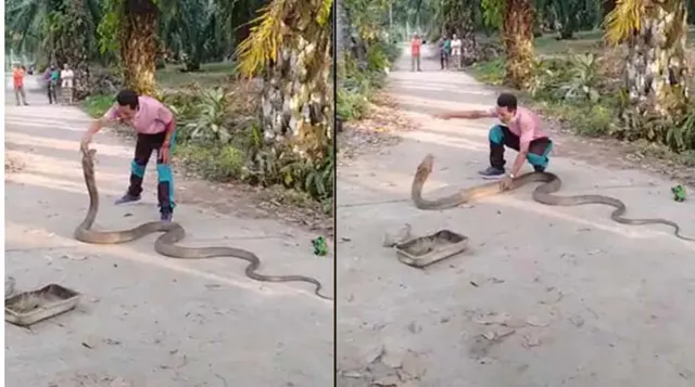 ନିଜର ସାଥୀକୁ ଖୋଜିବାକୁ ଆସିଥିବା ବେଳେ ଧରିବାକୁ ଚେଷ୍ଟା କରୁଥିଲେ ବ୍ୟକ୍ତି, ଦଂଶନ ପାଇଁ ଦୌଡ଼ାଇଲା ଅହିରାଜ