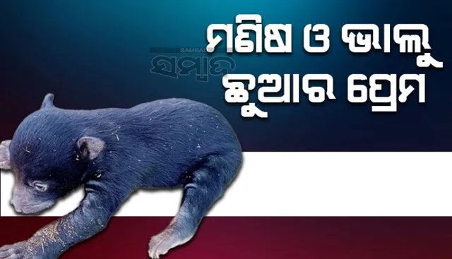 ମା’ ନୁହେଁ, ମଣିଷ ପ୍ରେମରେ ଭାଲୁଛୁଆ; ସୋସିଆଲ ମିିଡିଆରେ ଭାଇରାଲ