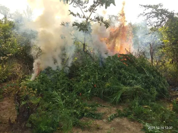 ଅଢେଇ କୋଟି ଟଙ୍କାର ଗଞ୍ଜେଇ ଗଛ ନଷ୍ଟ କଲା ପୁଲିସ