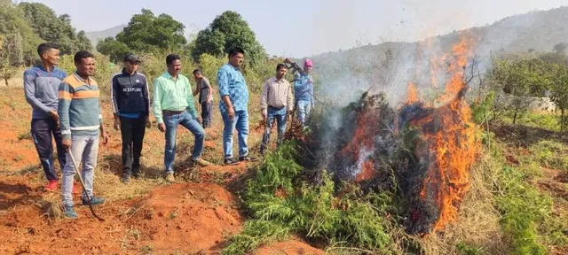 ନଷ୍ଟ କରାଗଲା ୧୫ ଏକର ସରକାରୀ ଜମିରେ ଗଞ୍ଜେଇ ଗଛ