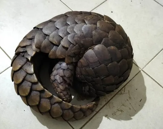 ଡିଲ୍ ଚାଲିଥିବା ବେଳେ ଦୁଇଜଣଙ୍କୁ ମାଡ଼ିବସିଲା ଏସଟିଏଫ୍: ଜୀବନ୍ତ ବଜ୍ରକାପ୍ତା ଜବତ