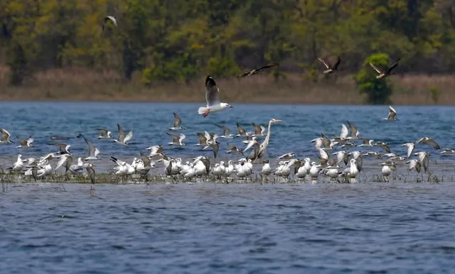 ଡେବ୍ରିଗଡ଼ରେ ପକ୍ଷୀ ସୁରକ୍ଷା ଢ଼ିଲା