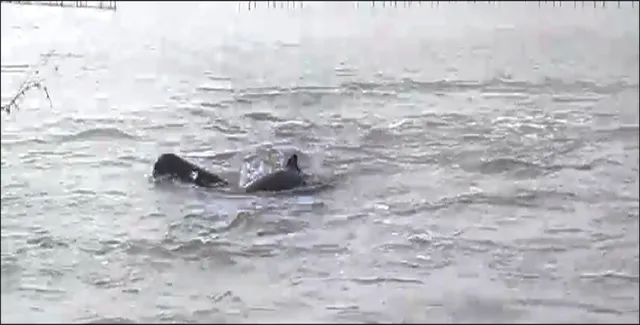 ଜଣାପଡ଼ୁନି ଡଲଫିନ୍ ସଂଖ୍ୟା: ଗଣନାର ୧୨ ଦିନ ପରେ ବି ଚିତ୍ର ଅସ୍ପଷ୍ଟ