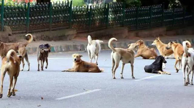 ଫସର ଫାଟିଲା ଯୋଜନା: କୁକୁର ବନ୍ଧ୍ୟାକରଣ ପାଇଁ ଗ୍ଲୋବାଲ୍‌ ଟେଣ୍ଡର ବାତିଲ୍‌