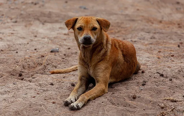 କେଡ଼େ ନିର୍ମମ! କୁକୁରକୁ ଜିଅନ୍ତା ଜାଳିଦେଲେ ମହିଳା, ଥାନାରେ ଏତଲା