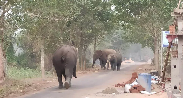ଶୌଚ ପାଇଁ ଯାଉଥିବା ବୃଦ୍ଧଙ୍କୁ ଦଳିଦେଲା ହାତୀ