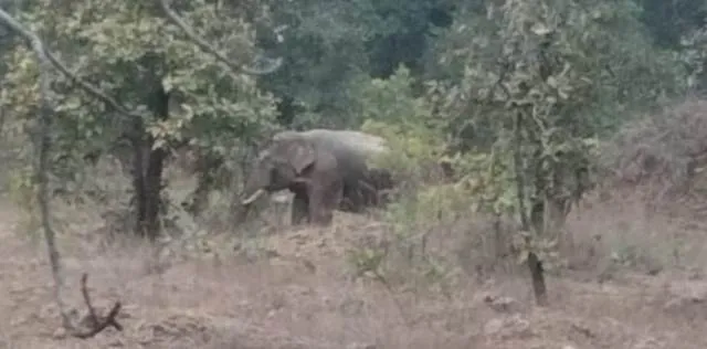 ଦୁଇ ହାତୀର ମୃତଦେହ ଉଦ୍ଧାର ଘଟଣା: ଫରେଷ୍ଟ ଗାର୍ଡ, ୩ ଟ୍ରାକର୍‌ଙ୍କ ସମେତ ୬ ଗିରଫ